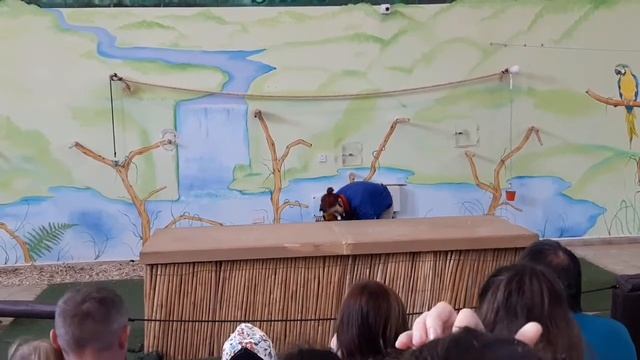 Птичье шоу в зоопарке Пафоса, Кипр смотреть онлайн