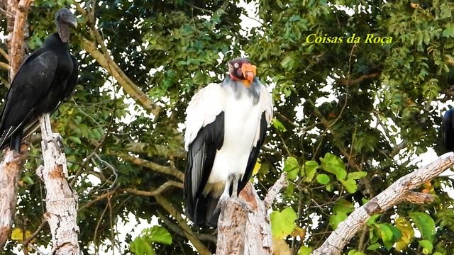 AVE, URUBU-REI (SARCORAMPHUS PAPA), KING VULTURE, CORVO-BRANCO, Detritívoros, Saprófagos, Necrófago смотреть онлайн