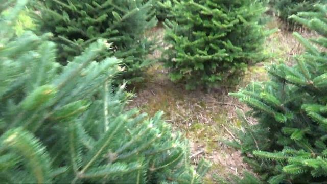 Пихта Фразера (срезанная новогодняя пихта)  11538