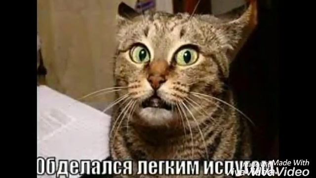 Топ 10 смешных и милых животных смотреть онлайн