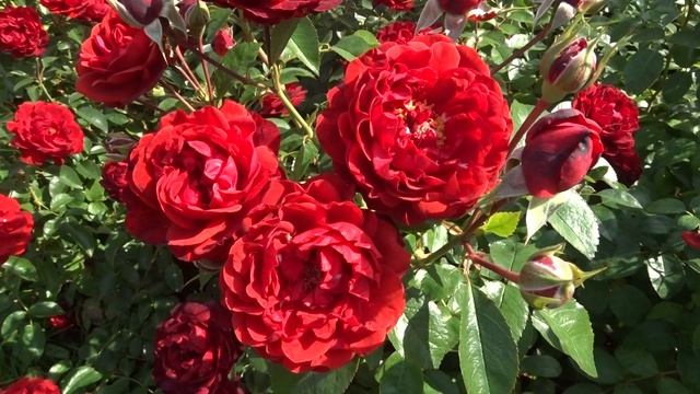 Rosa Var. Scarlet Bonica