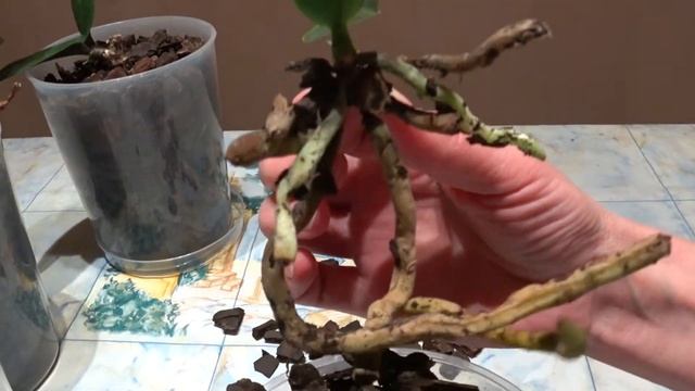 4 Детки Орхидеи на делёнках смотреть онлайн