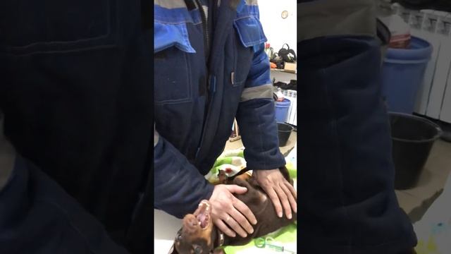 Сказки из жизни.такса.брошен в зиму на дачах. Приют. Хакасия.помощь89135440512. смотреть онлайн