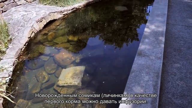 Чем кормить сомиков? смотреть онлайн
