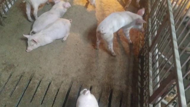 Содержание свиней без подстилки и уборки навоза.Мой вариант клеток для свиноматок откорма и порося смотреть онлайн