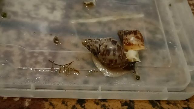 КУПИТЬ УЛИТКУ АХАТИНУ || ГДЕ КУПИТЬ УЛИТКУ ||КУПИТЬ ЯЙЦА УЛИТОК || УЛИТЯТА смотреть онлайн