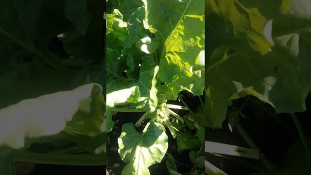 Листва буряка для нутрий, не повреждая буряк смотреть онлайн