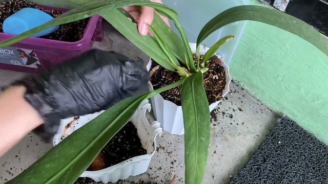 Anthurium Vittarifolium/ Necktie Caretips And Repotting