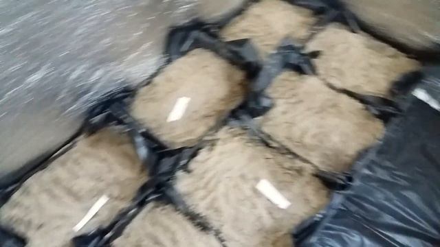 Выгонка тюльпана к 8марта спустя месяц после посадки. Охлаждение и укоренение. смотреть онлайн