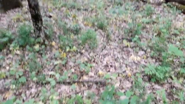 Пятнистый олененок !!! смотреть онлайн