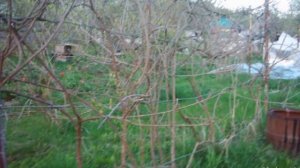 Обрезка актинидии