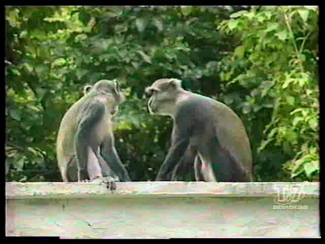 Отрывок анонса на СТС. 31.08.2002г. смотреть онлайн