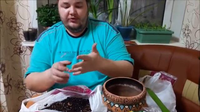 Кливия уход в домашних условиях - пересадка и подбор грунта смотреть онлайн