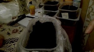 Как сажать семена капусты