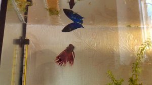 Икрометание петушков ( Betta)