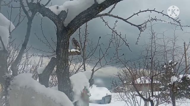 Сокол или ястреб не знаю. Крым, 20 января 2021 год. Бердвотчинг. Birdwatching. Birding. смотреть онлайн