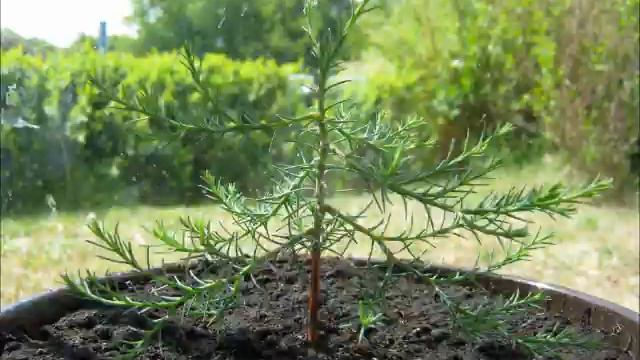 Giant Sequoia growing 2 years timelapse смотреть онлайн