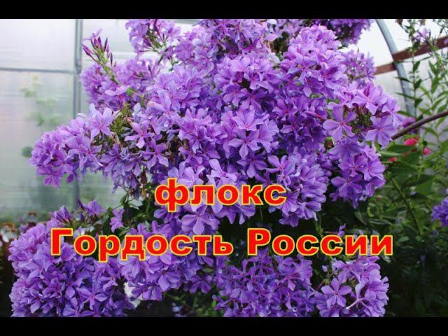 Флокс Гордость России смотреть онлайн