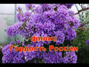 Флокс Гордость России