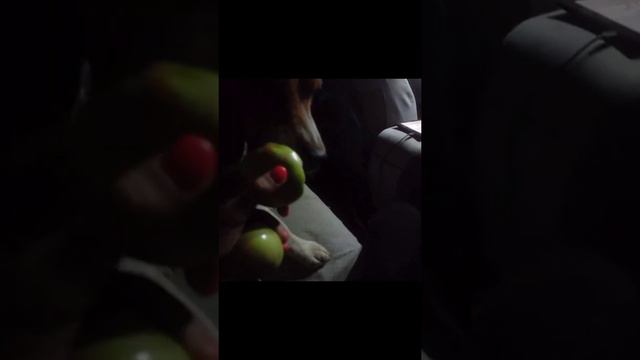 ПОЕХАЛА НА РЫБАЛКУ С СОБАКОЙ! НОЧУЕМ В МАШИНЕ! влог смотреть онлайн