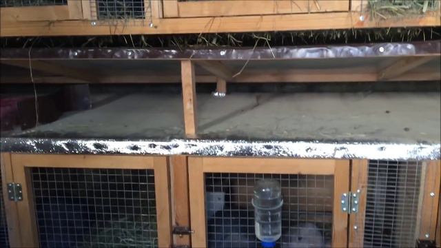 Кролики Дагестан. г. Махачкала