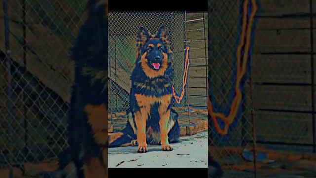 My German shepherd dog 2 months an 1 year 😱 смотреть онлайн