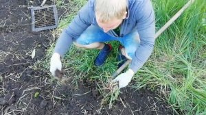 ? Как избавиться от травы Канада Грин на участке? Подготовка заросшего травой участка под посадку.