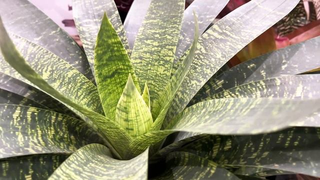 FLOII Convex Indonesia Part 4 - Rare And Trending Plants Tour