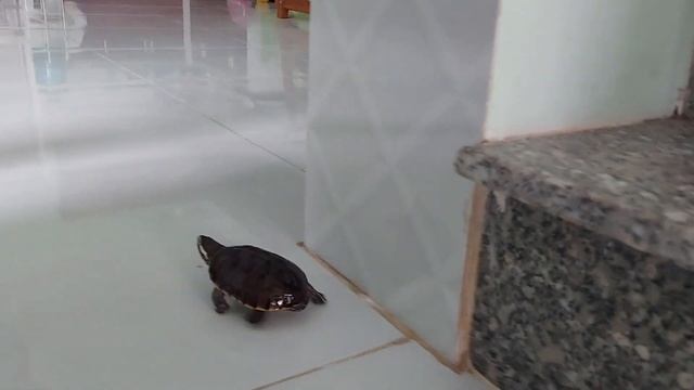 Bé Rùa du hí ????? #Rùa_con #My_home смотреть онлайн