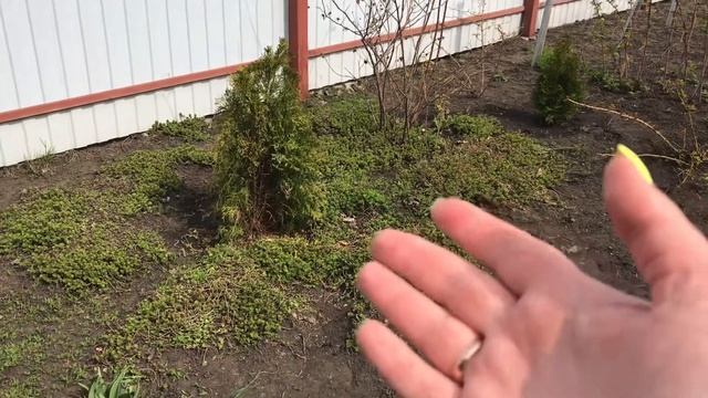 КАК ПРАВИЛЬНО ПОСАДИТЬ ТУЮ /ТУИ ЖЕЛТЕЮТ ЧТО ДЕЛАТЬ смотреть онлайн