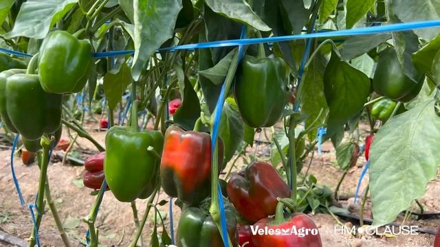 AMAROK F1 | АМАРОК Сирдарё вилояти, Сирдарё туманида етиштирилган AMAROK F1 дурагайининг натижалари