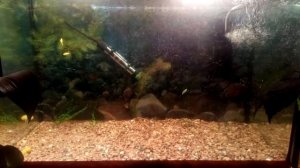 Караси в аквариуме и как я стала разводить рыбок)