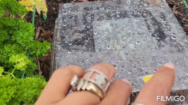 How to Direct Sow Oregano смотреть онлайн