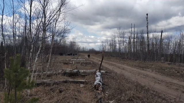 Кабанчики. Как нас чуть не съели. смотреть онлайн