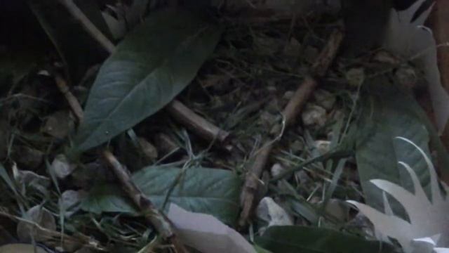 Проект-террариум для змеи смотреть онлайн