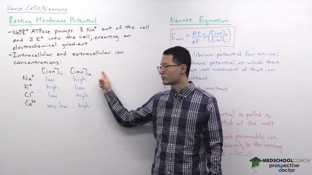Resting Membrane Potential & Nernst Equation смотреть онлайн