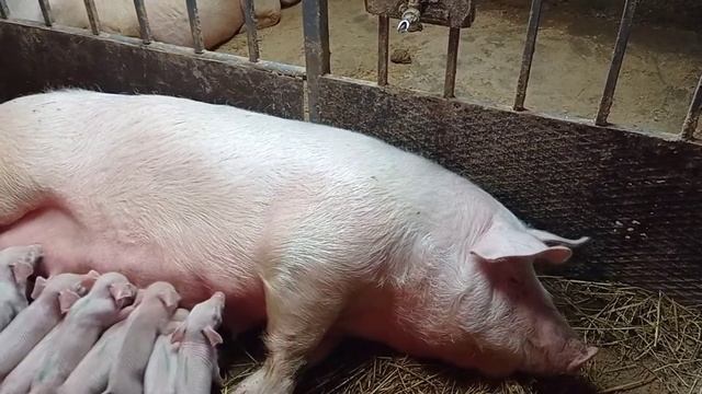Ночное кормление маленьких поросят. смотреть онлайн