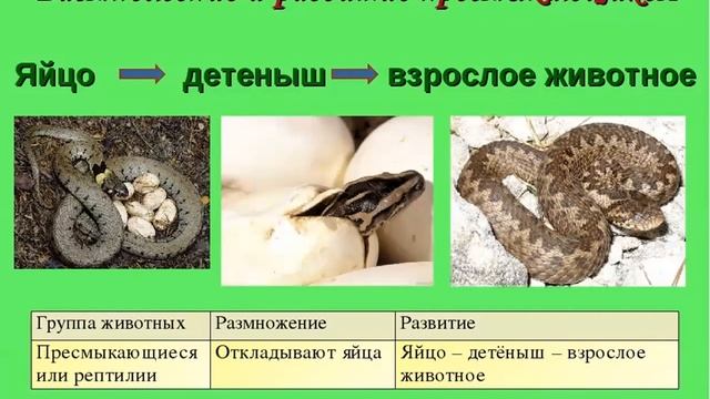 урок №21 по Окружающему миру Размножение и развитие животных 3класс ПономареваН А смотреть онлайн