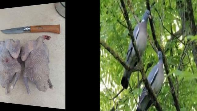 Мисливський суп з вяхиря.  Hunting Pigeon Soup. Охотничий суп из вяхиря