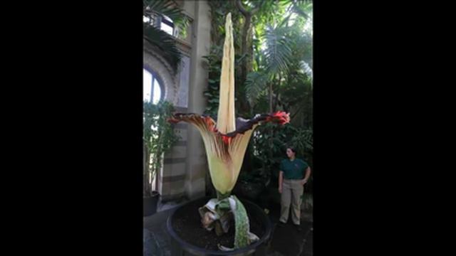 Самый большой в мире цветок А1/ The largest flower in the world A1 смотреть онлайн