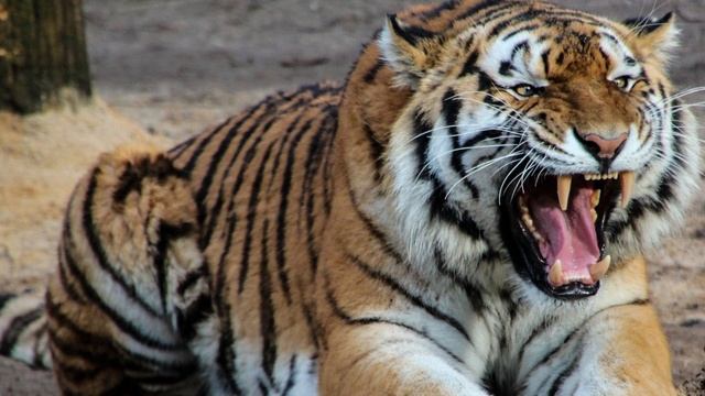 РЫК Льва, Медведя и Тигра! Кто сильнее рычит ? смотреть онлайн