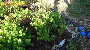 Черника часть 2. Лесная, садовая и гибридная.