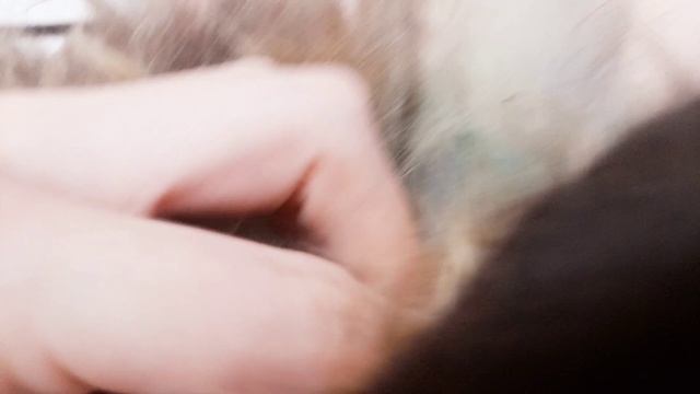 Это нормально после Кастрации? Вот это должно упасть само или нет? Вообще что это? Мейн кун Сева. смотреть онлайн