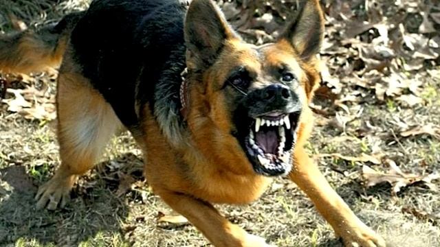 Пёс спас хозяина от смерти, бросившись под пули! Эта история заставит вас плакать! смотреть онлайн