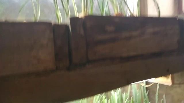 Зелень лука готова к реализации.Доходы посчитаем позже... смотреть онлайн