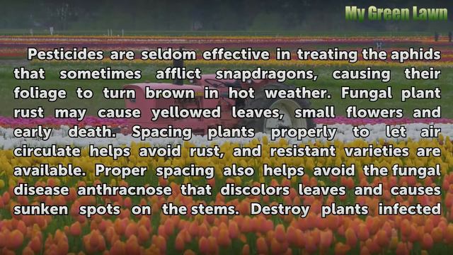 Are Snapdragons Poisonous? смотреть онлайн