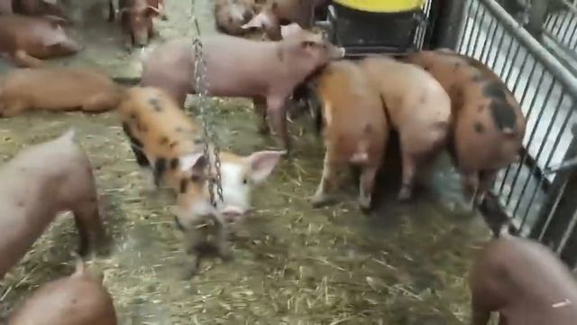 //Продажа поросят Петрен-Дюрков-Клиент контролирует от рождения до реализации через Ютуб// смотреть онлайн