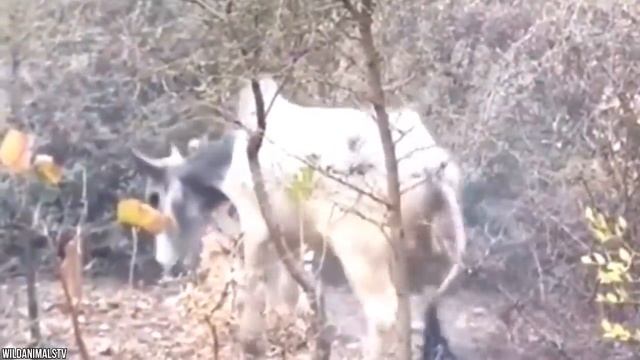 14 Incredible Tiger Battles Caught On Film смотреть онлайн