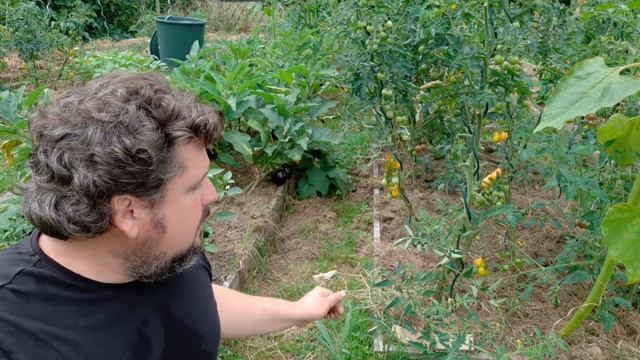l'ULTIMATE COMBO des légumes d'été : le bac paillé rempli de matière organique sur sol argileux смотреть онлайн