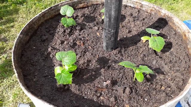#огурцы в бочке. Как и куда посадить огурцы/Часть 2